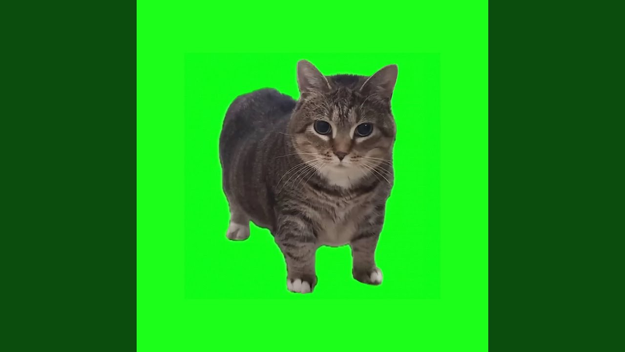 OIIA OIIA (Spinning Cat)