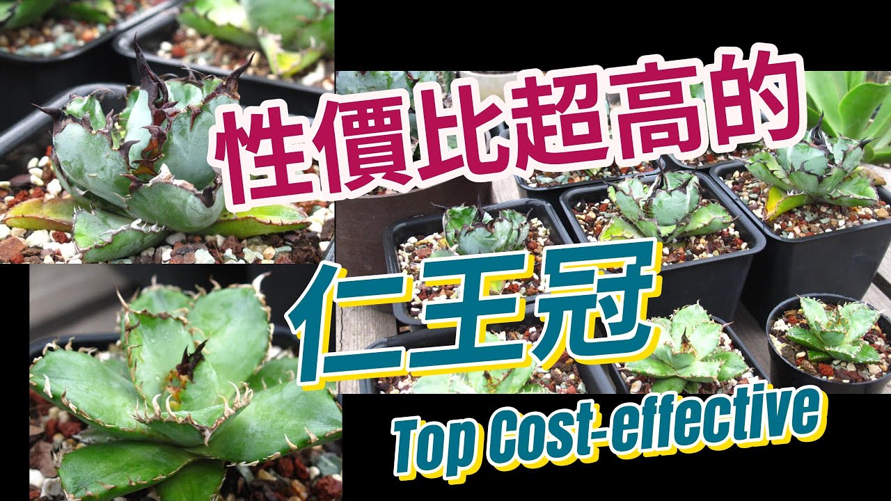 記錄性價比超高的仁王冠龍舌蘭---藍鯨~！記錄|拇指炎龍|蕾絲仁王冠|Vlog 12 龍舌蘭記錄-Agave&Agave Titania Blue Whale