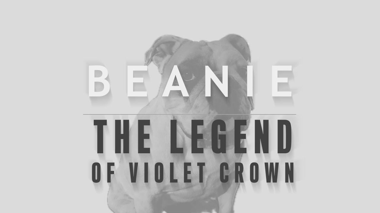 Beanie: The Legend of Violet Crown