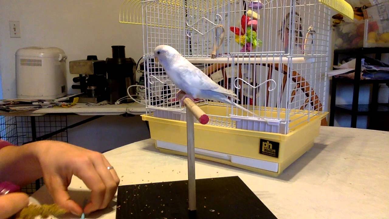Parakeet Learning Tricks - Full Session