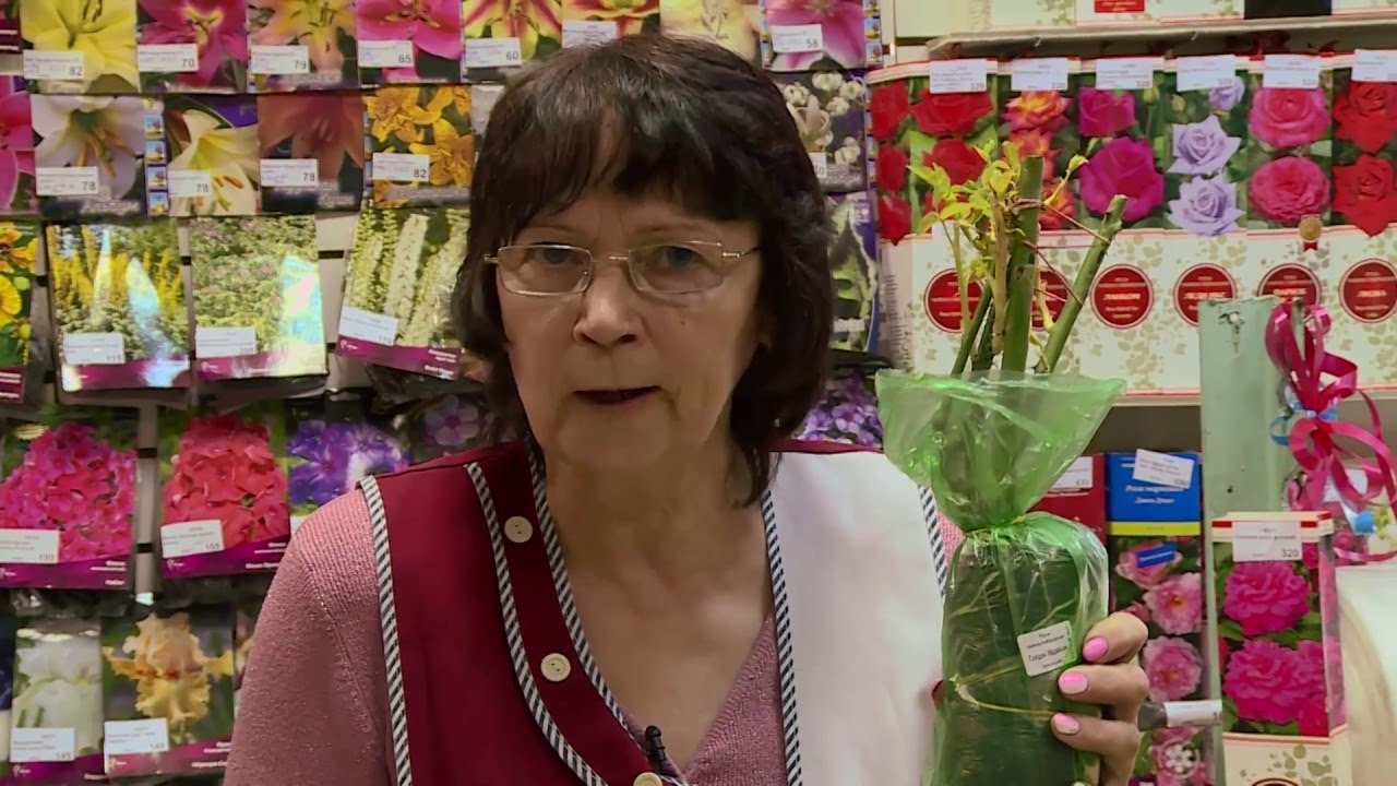 Что делать с розами и другими саженцами после покупки их в магазине