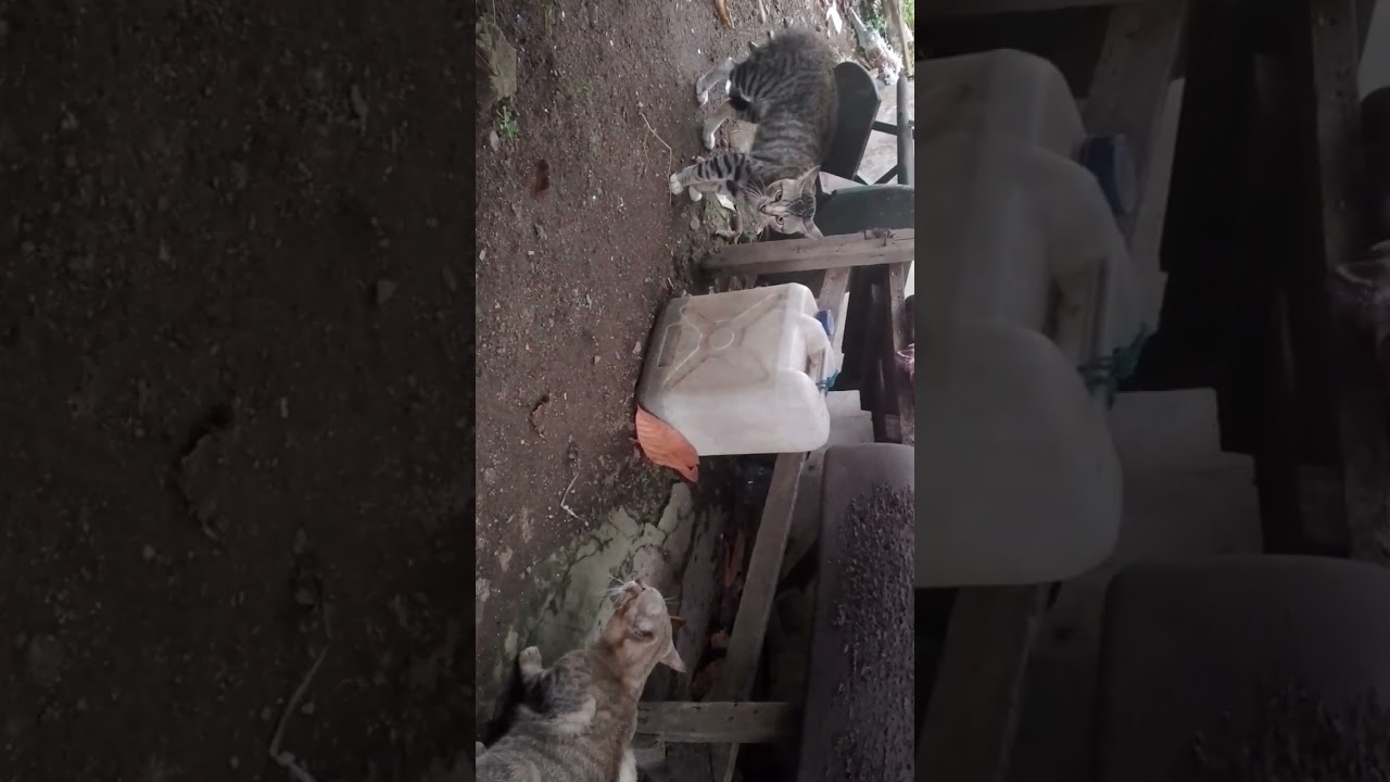 Kucing berantem,Kucing lagi adu argumen 😹😹😹