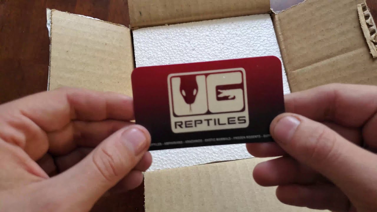 Hybrid Box Turtle Unboxing Underground Reptiles
