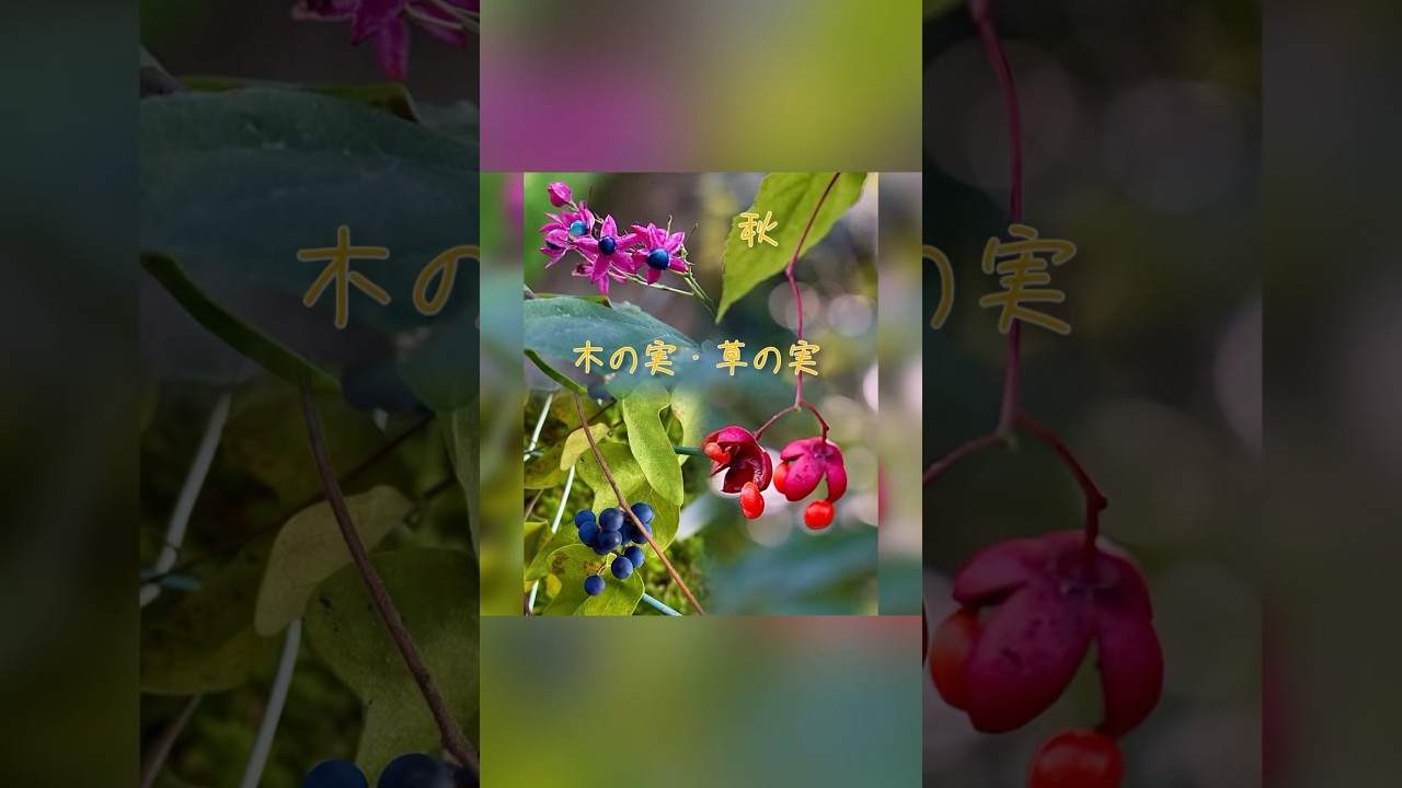 木の実　碧い実　赤い実　アオツヅラフジ　ツリバナ　クサギ　雑木林　秋　何時もの散歩道