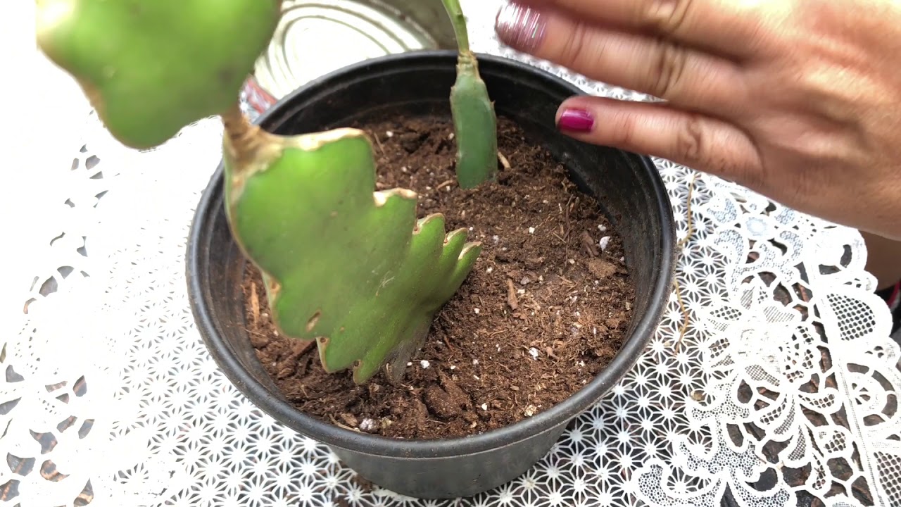 Como plantar fruta del dragón oh pitahaya (pitaya)