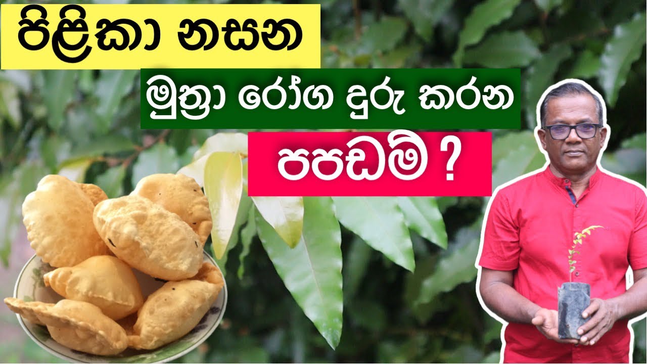 පිළිකාව නසන පපඩම් කමුද? | Mella Plant | Ceylon Agri Episode 264