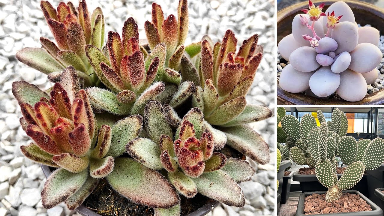 Le 12 Piante Succulente più Facili da Coltivare per Principianti