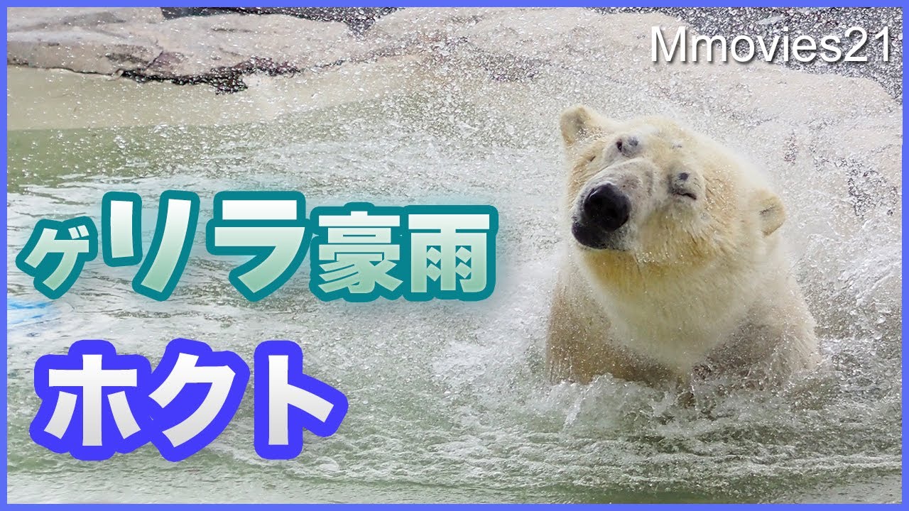 ゲリラ豪雨もホクトを止められなかった〜札幌市円山動物園のホッキョクグマたちPolar Bear in heavy rain
