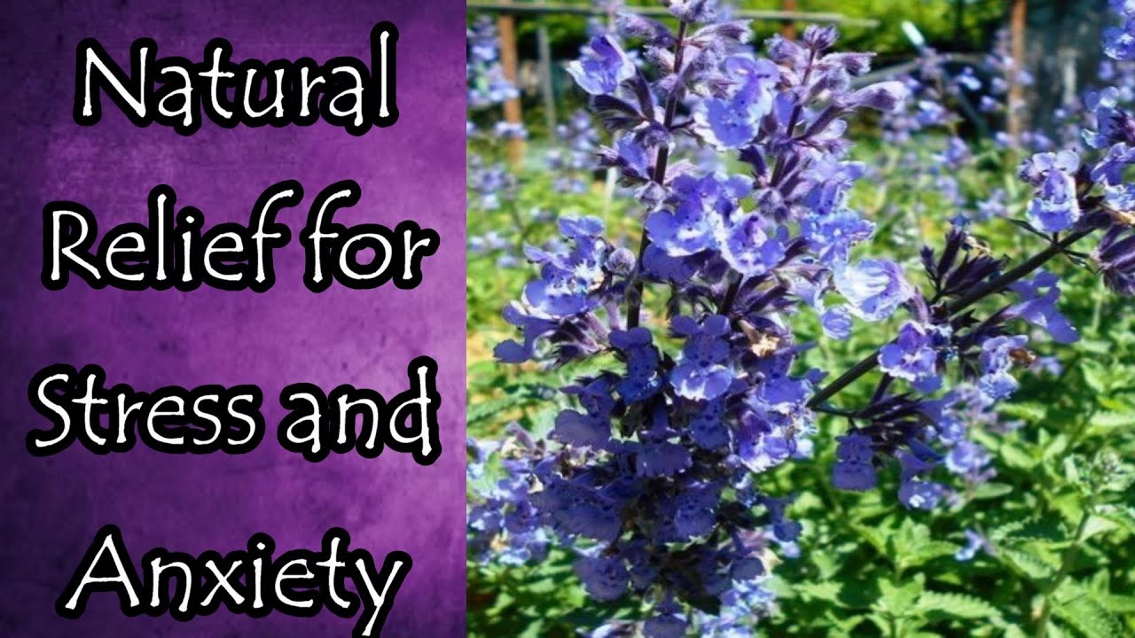 Natural Relief for Stress and Anxiety