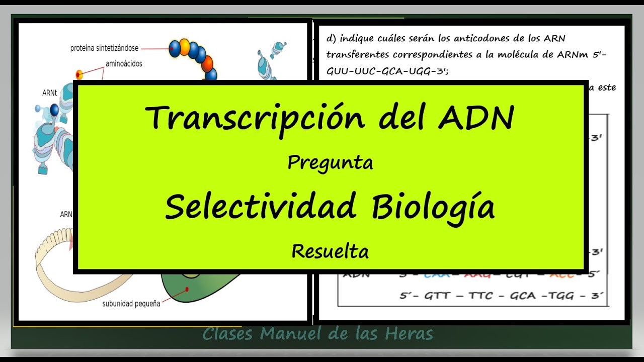 Transcripción del ADN. Pregunta Examen EBAU. Biología Selectividad.