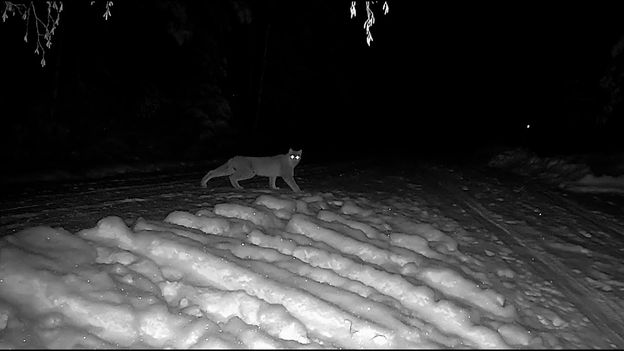 Pihailvekset, osa 2. Ilves rusakkojahdissa.