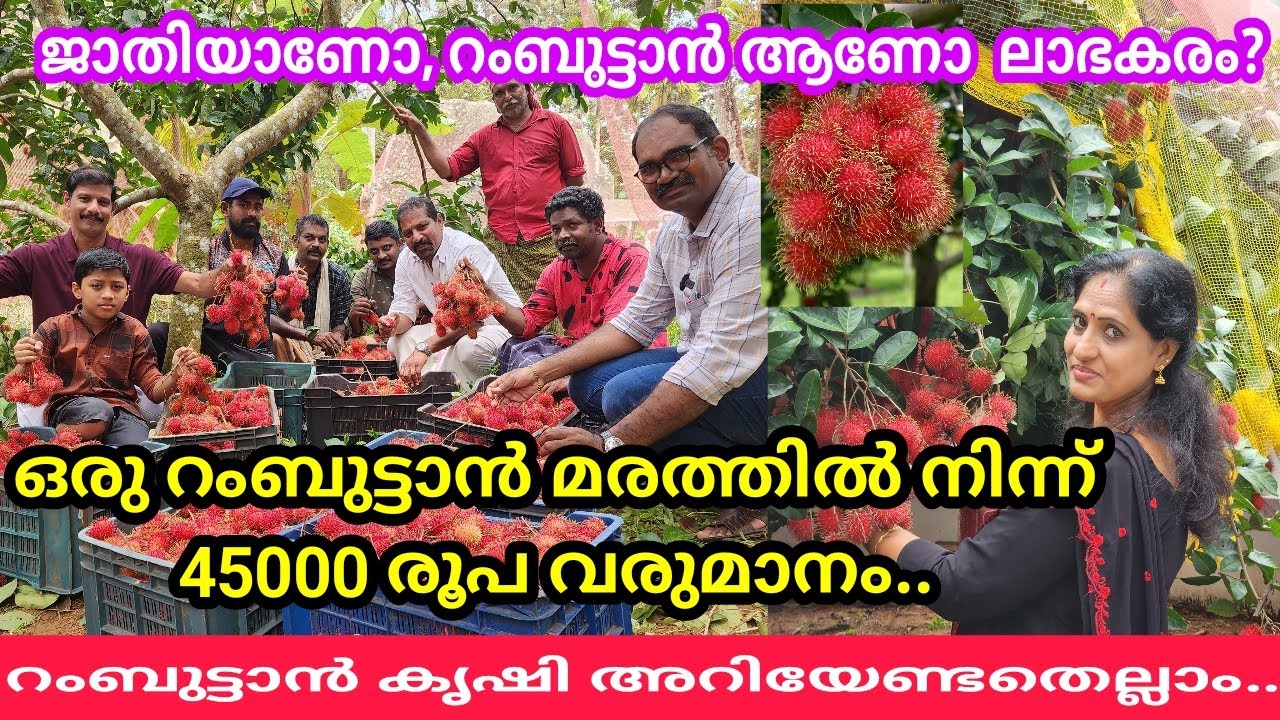 റംബുട്ടാൻ കൃഷിയാണോ, ജാതി കൃഷിയാണോ ലാഭകരം? റംബുട്ടാൻ കൃഷി അറിയേണ്ടതെല്ലാം..#rambutan #krishi