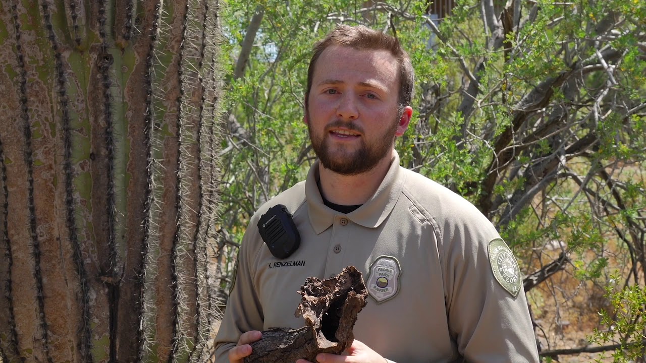 Desert Home Hangout Ep  2   Saguaro Cactus