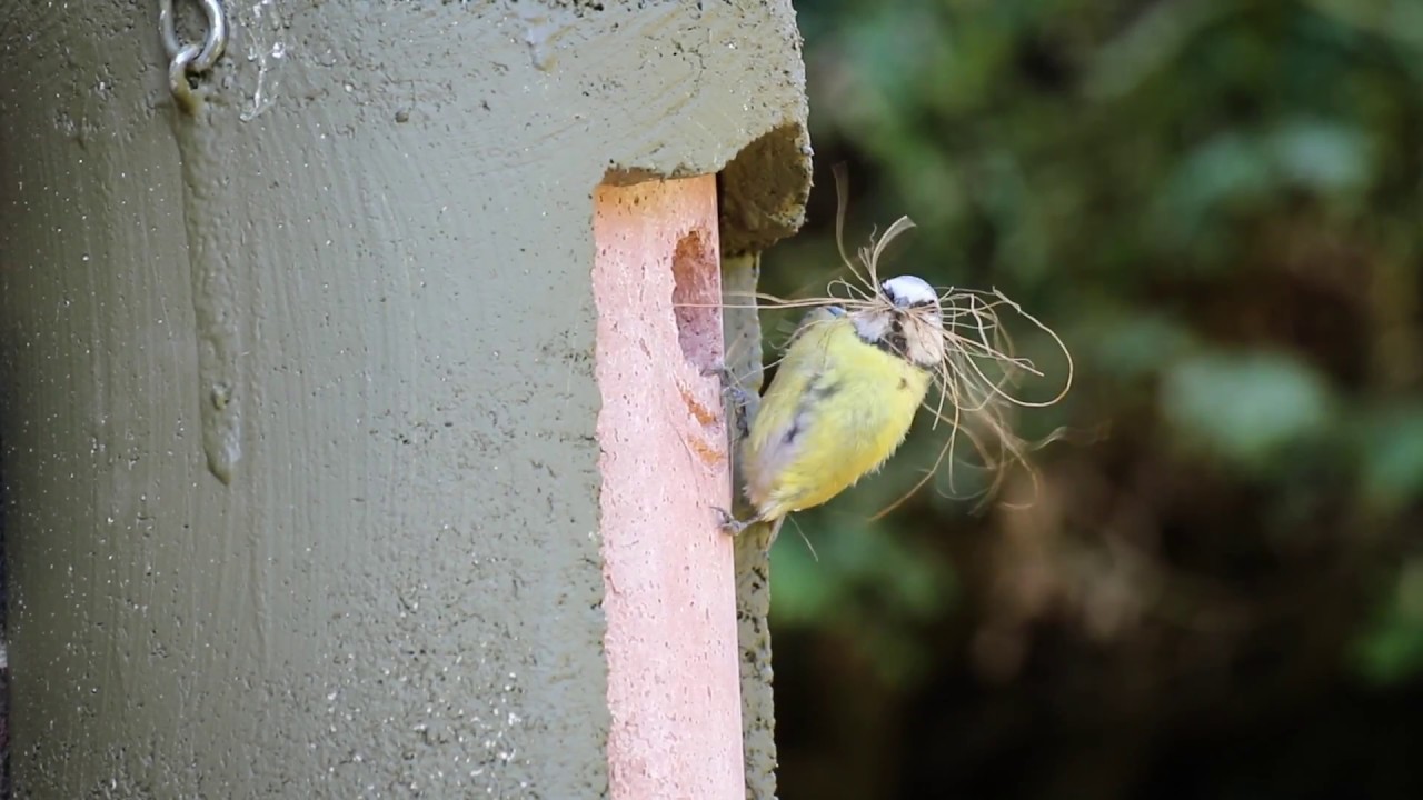 Blue Tit Nest Building in Woodcrete Nest Box
