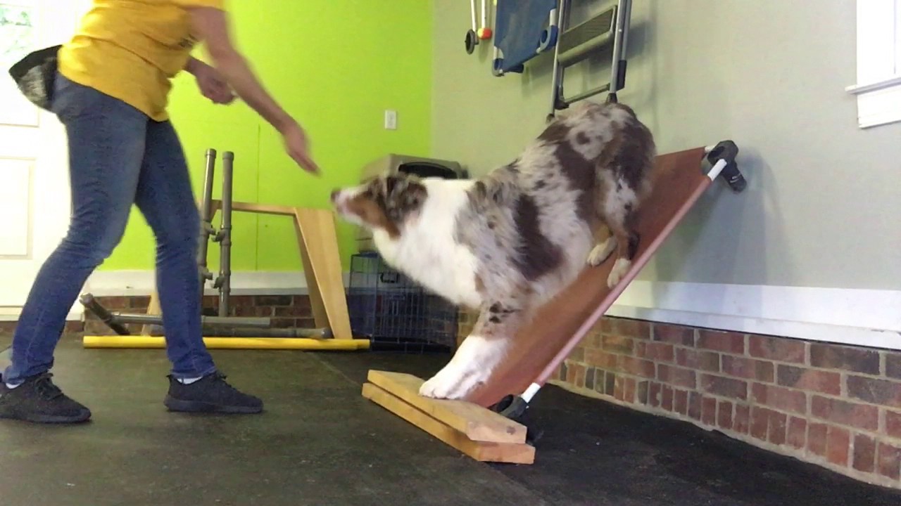 Dog Trick Tutorial: How To Train Your Dog To Bounce Off A Wall