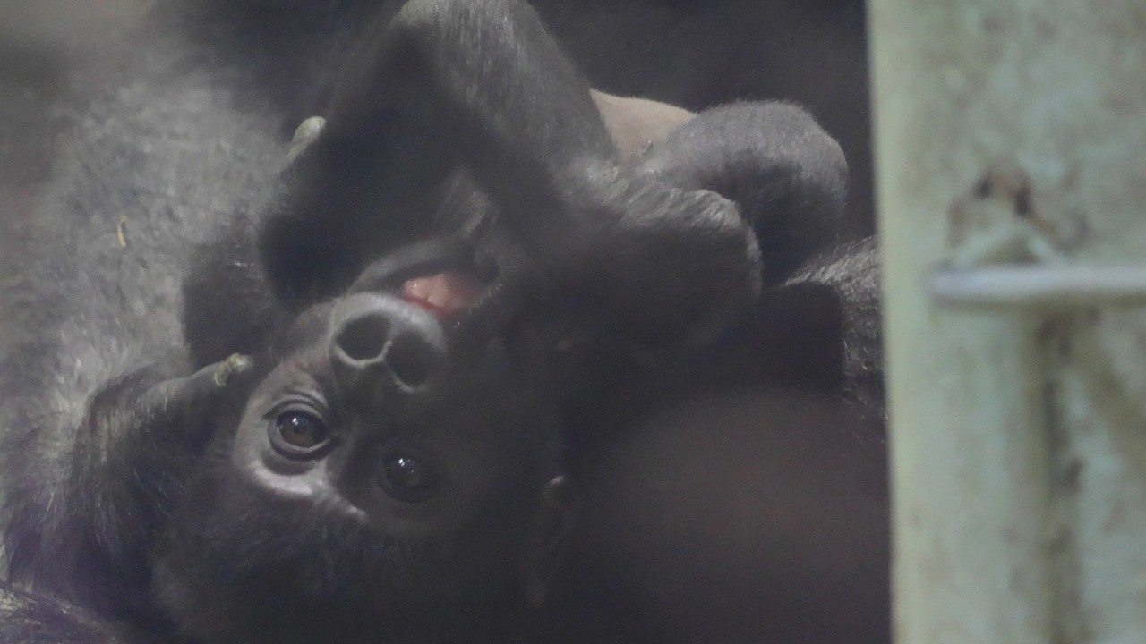 赤ちゃんゴリラ、下の前歯２本ちょこんと見えました｜京都市動物園｜撮影日2026.2.26｜【きょうのゴリラ】