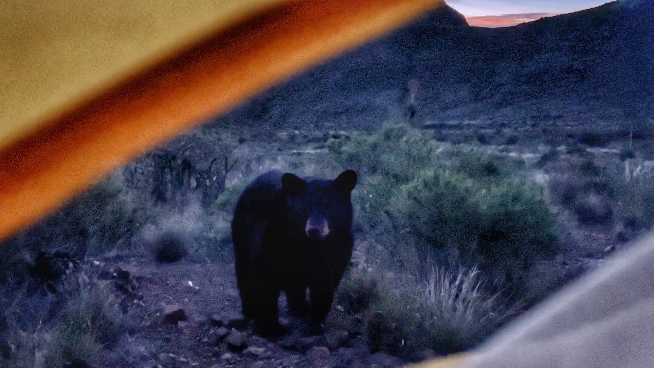 How I Woke Up 11/17/23 - LARGE TEXAS BIG BEND BEAR AT MY TENT + Missing Hiker Search & More! #texas