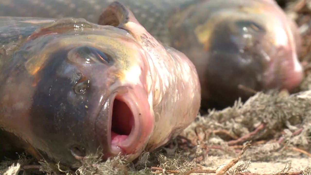 Turizmi në fashatin Farkë | ABC NEWS