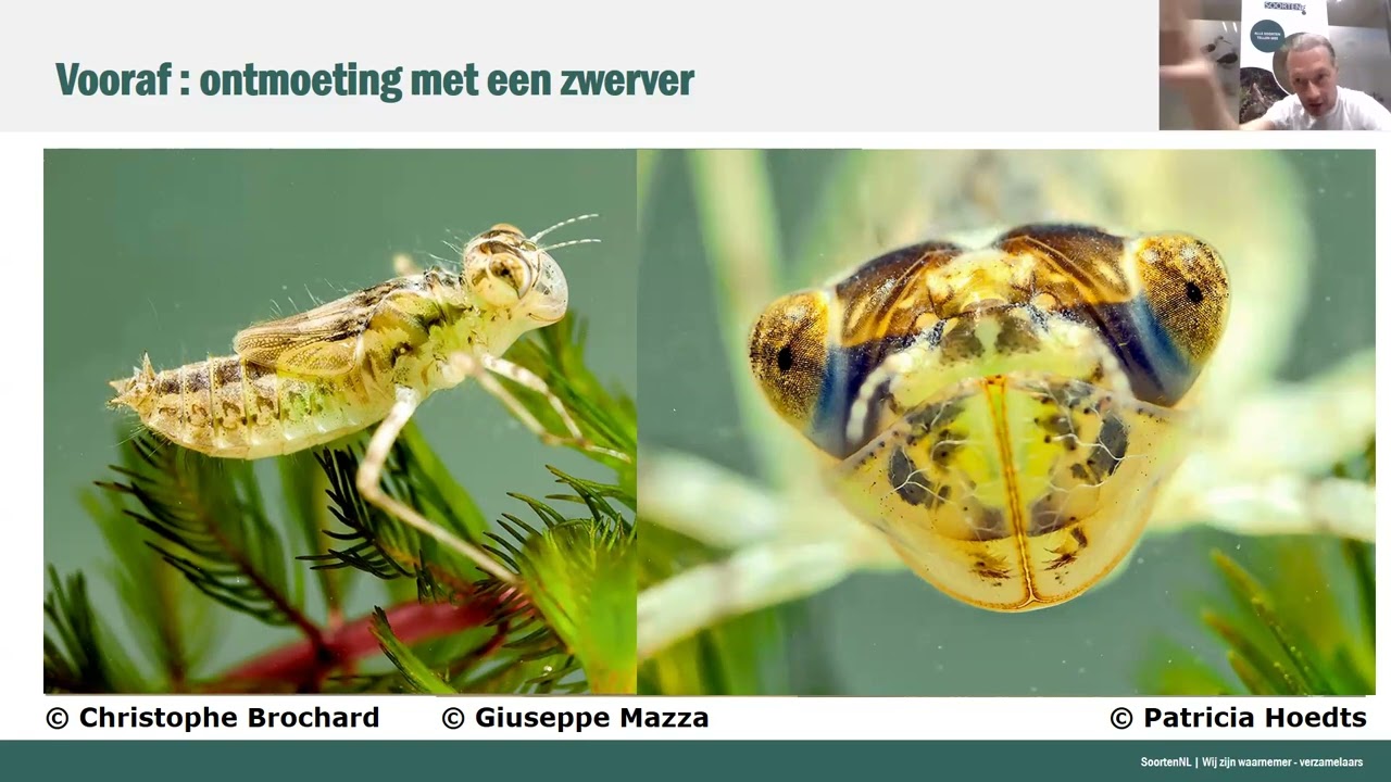 Wat weten we van natuur? #1 – Natuurdata & Waarnemingen Valideren | College door Sander Turnhout