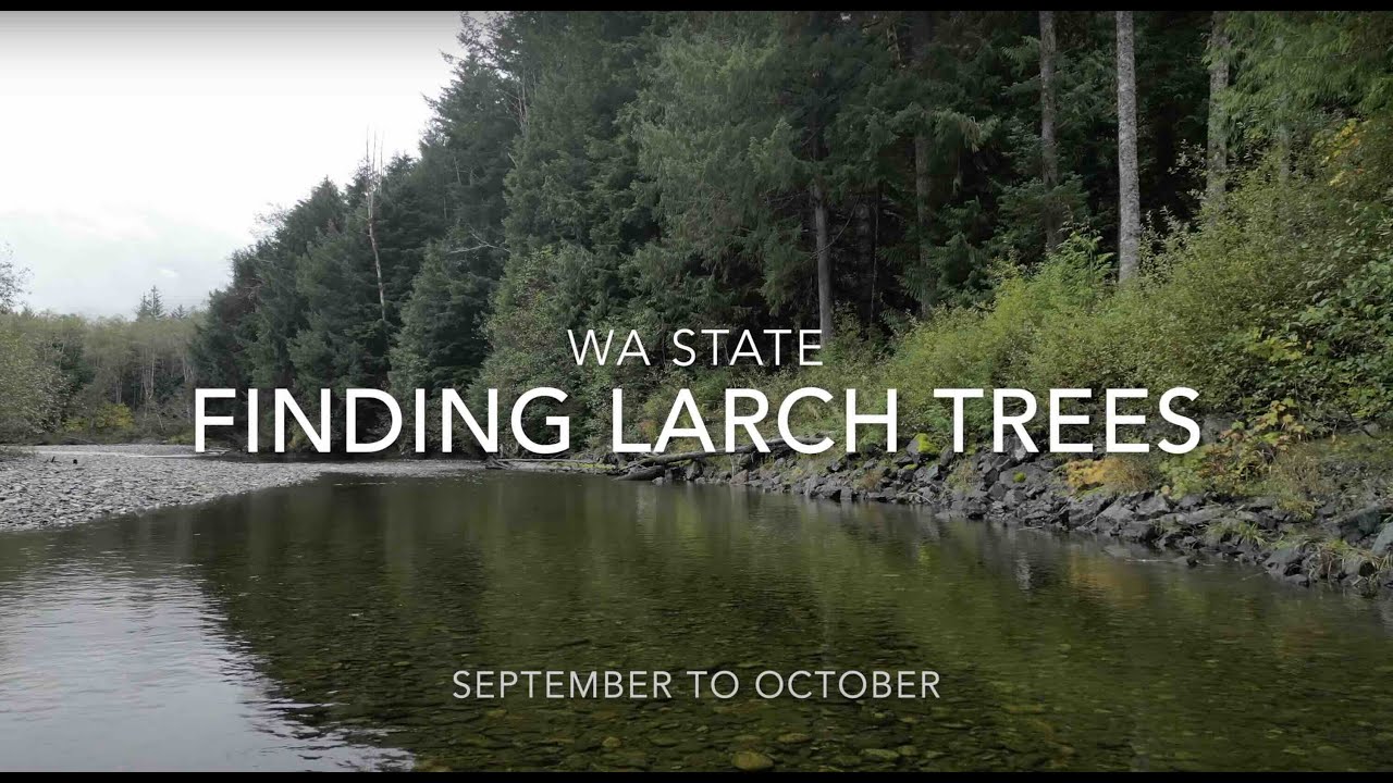 Larch Trees Hunting - WA State
