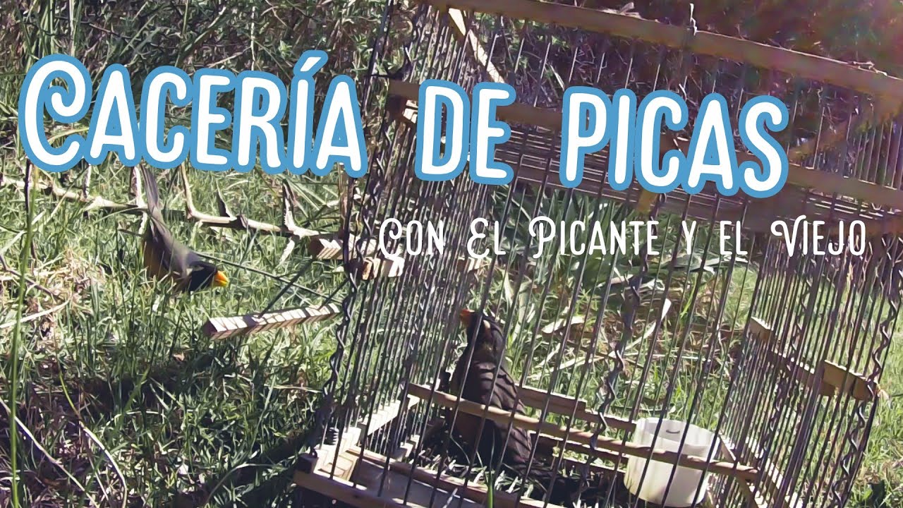 Cacería de picahuesos con El Picante