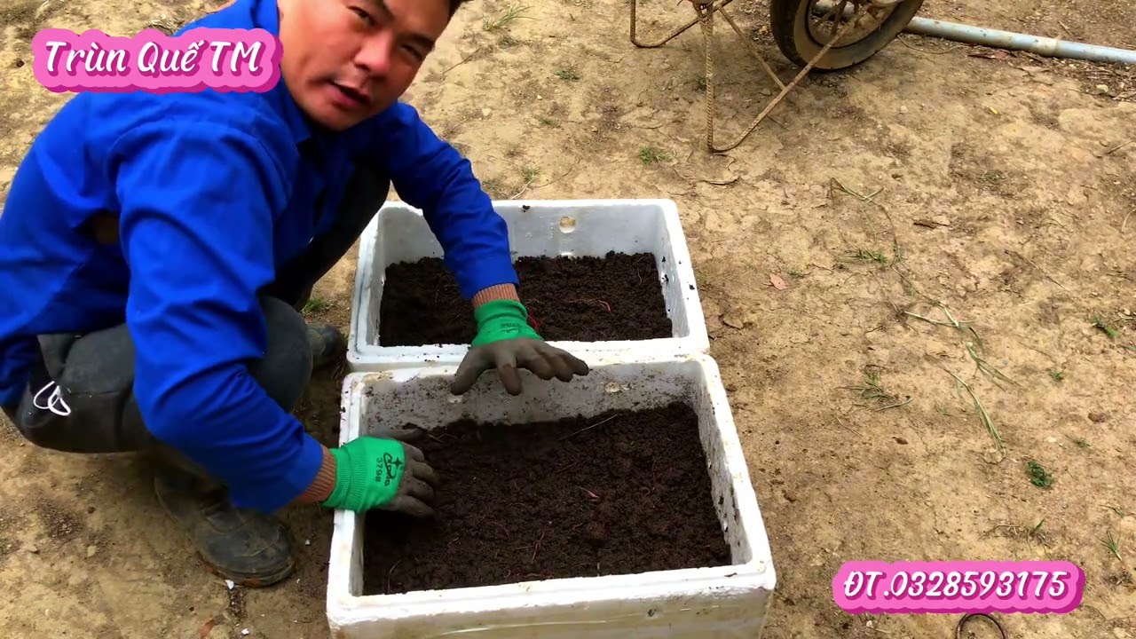 Kỹ thuật nuôi giun vào thùng xốp - đơn giản mà hiệu quả - Nhiều người chưa biết - Trùn Quế TM