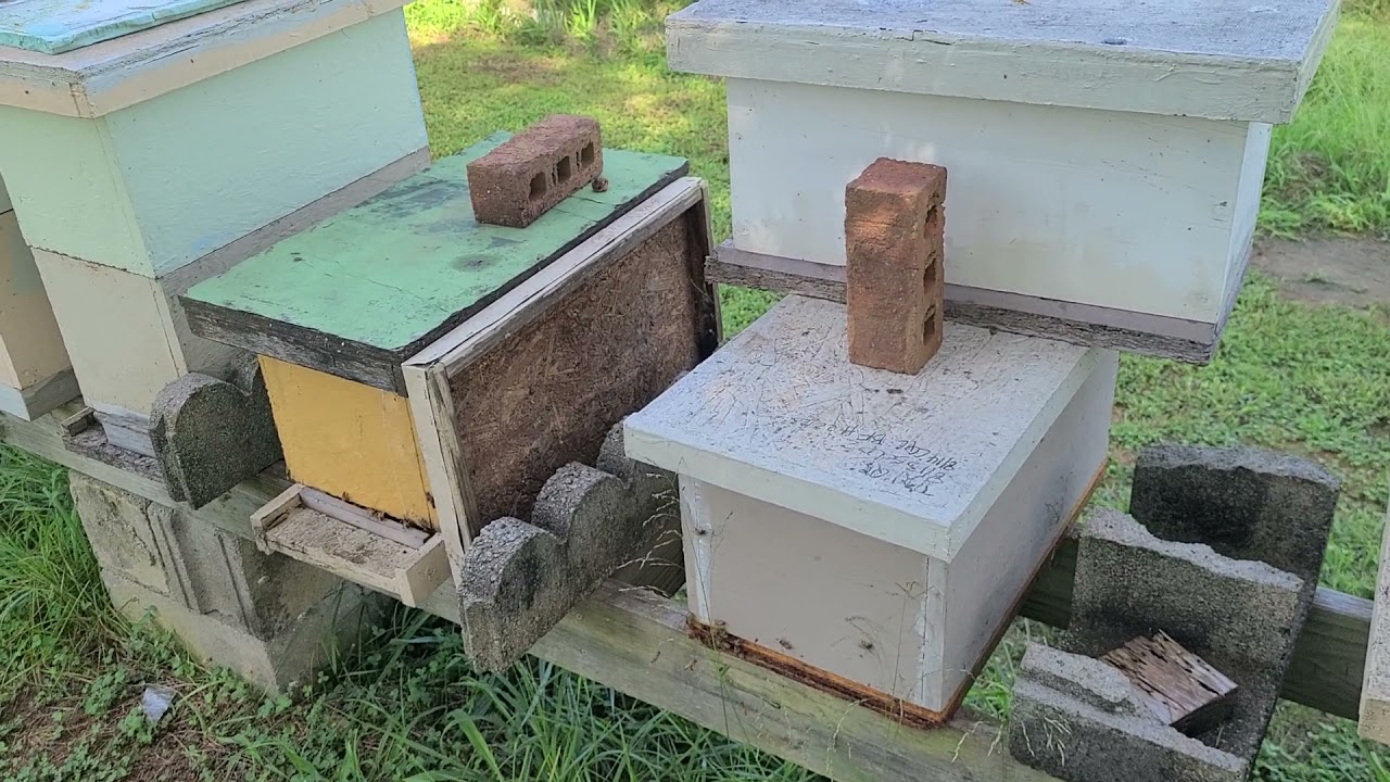 Hive as it's trying to get the Virgin queen to go out and get mated.