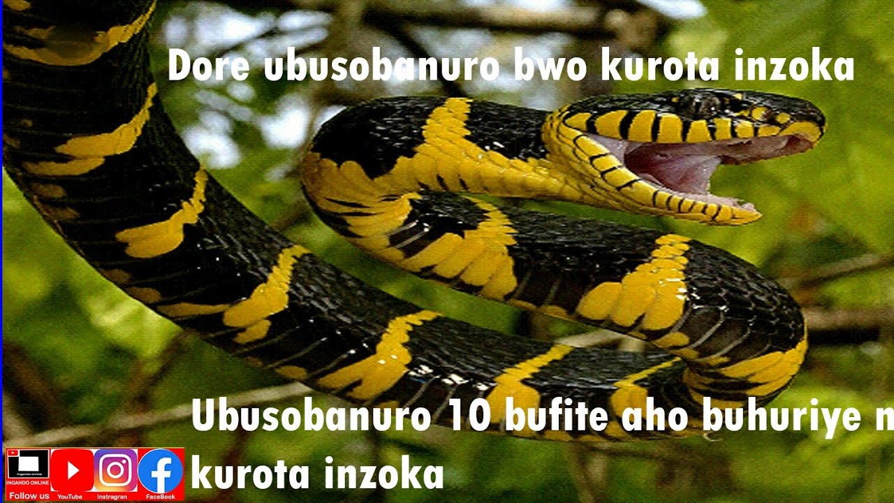 Ubusobanuro 10 kukurota inzoka