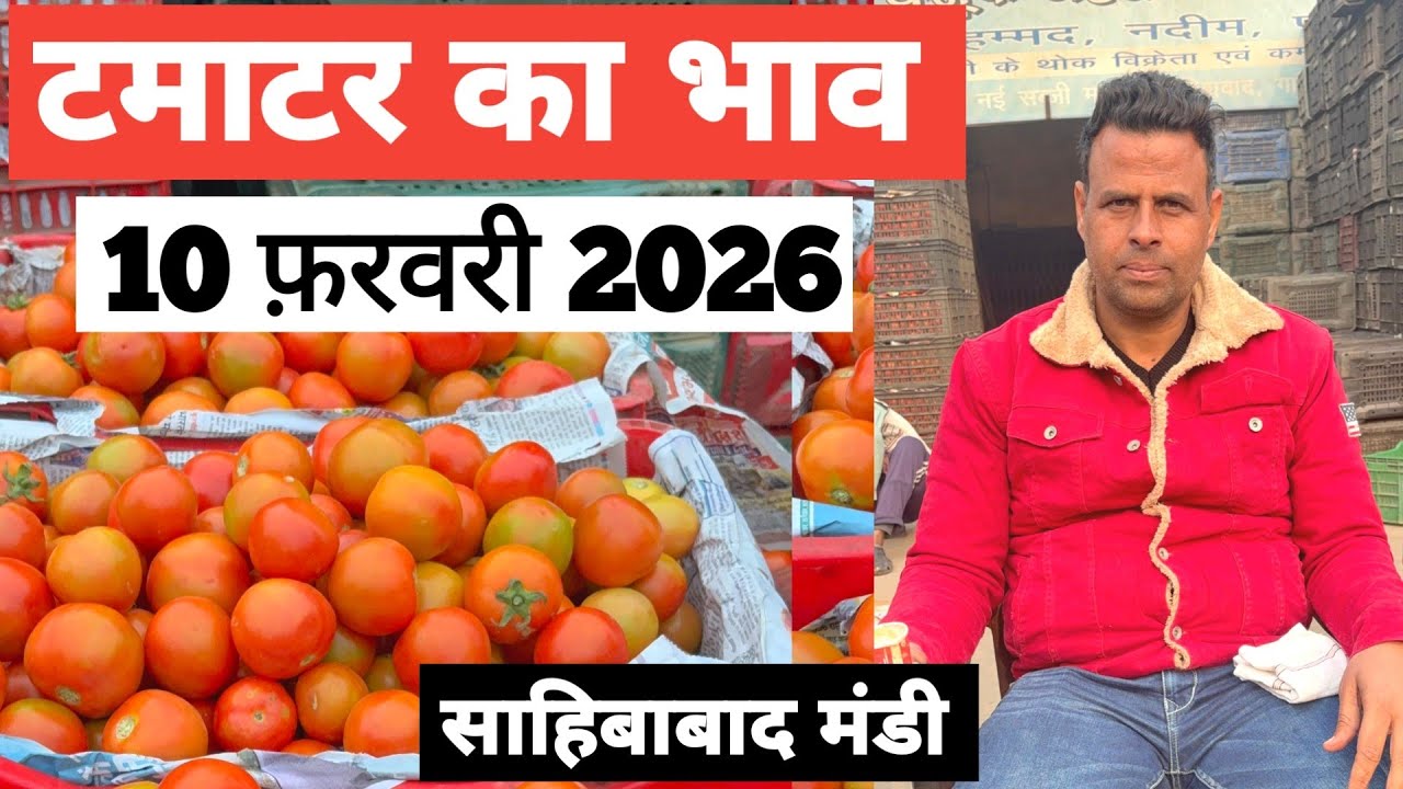 10 February 2026 🍅टमाटर का भाव साहिबाबाद मंडी |today tomato rates #tamatar #mandirates #delhimandi 