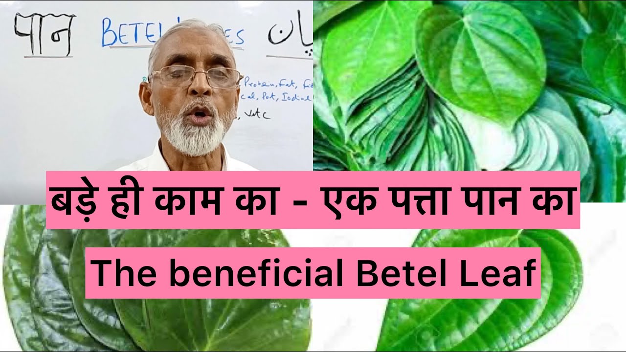 बड़े ही काम का- एक पत्ता पान का | The Beneficial Betel Leaf