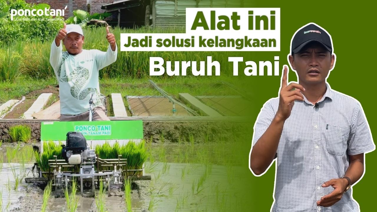 Pakai Alat Tanam Padi Ponco Tani, Mau Tanam Kapan Saja BISA !!