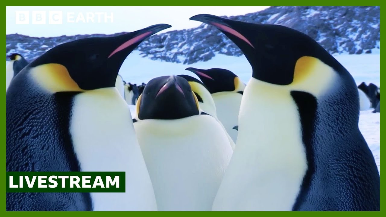 🔴 LIVE: One Hour of Love in the Animal Kingdom | BBC Earth