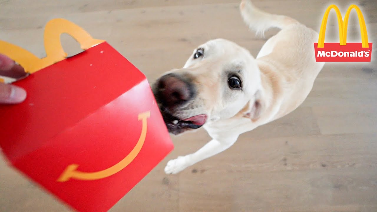 Удивите лабрадора с помощью McDonald's Happy Meal!!