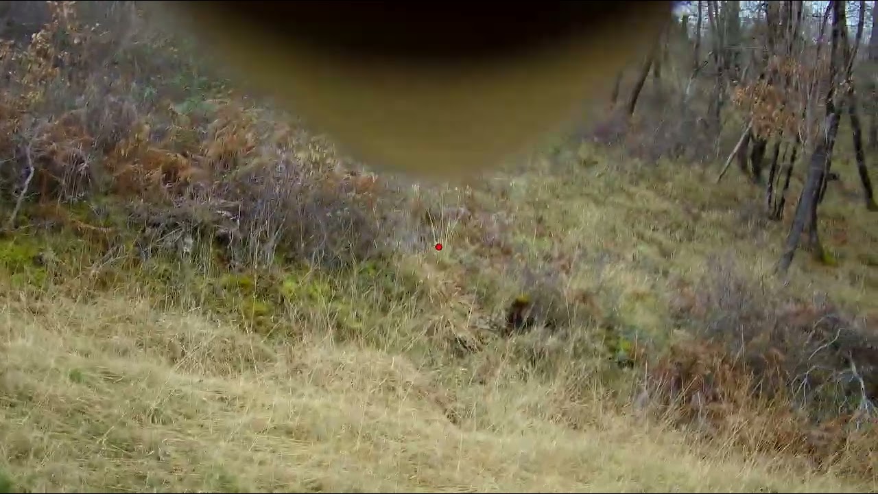 Biche mirador