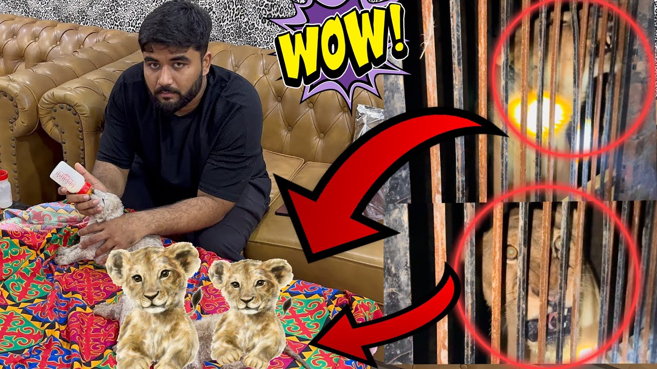 Lioness give birth to a three Lion cubs 🦁🥰🦁