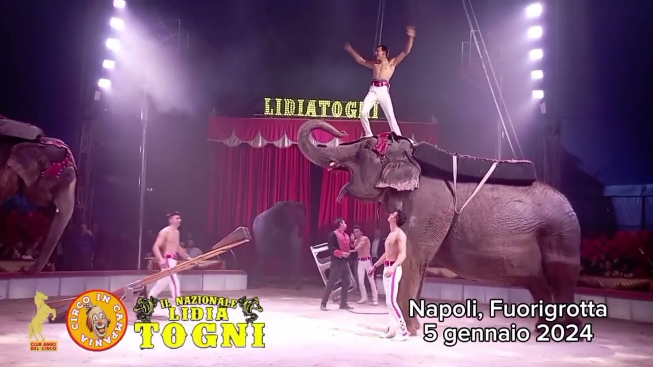 Momenti dello show, in occasione del premio Circo in Campania ai fratelli Gartner