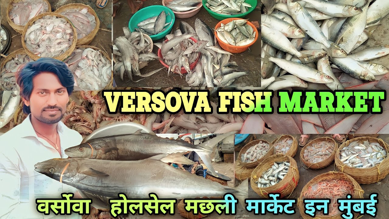 Versova Fish Market | अंधेरी  वर्सोवा फिश मार्केट इन मुंबई | New video 2023