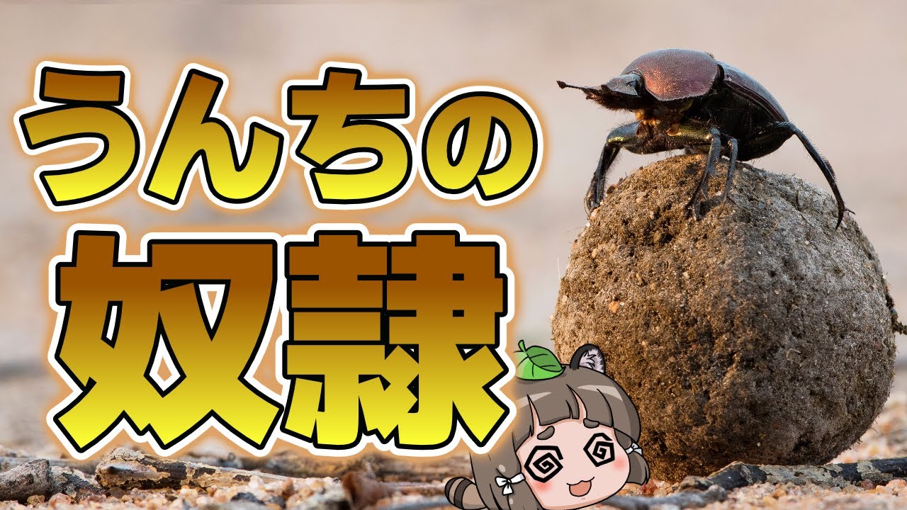 【フンコロガシ】うんち無しでは生きられなくなった悲しき昆虫