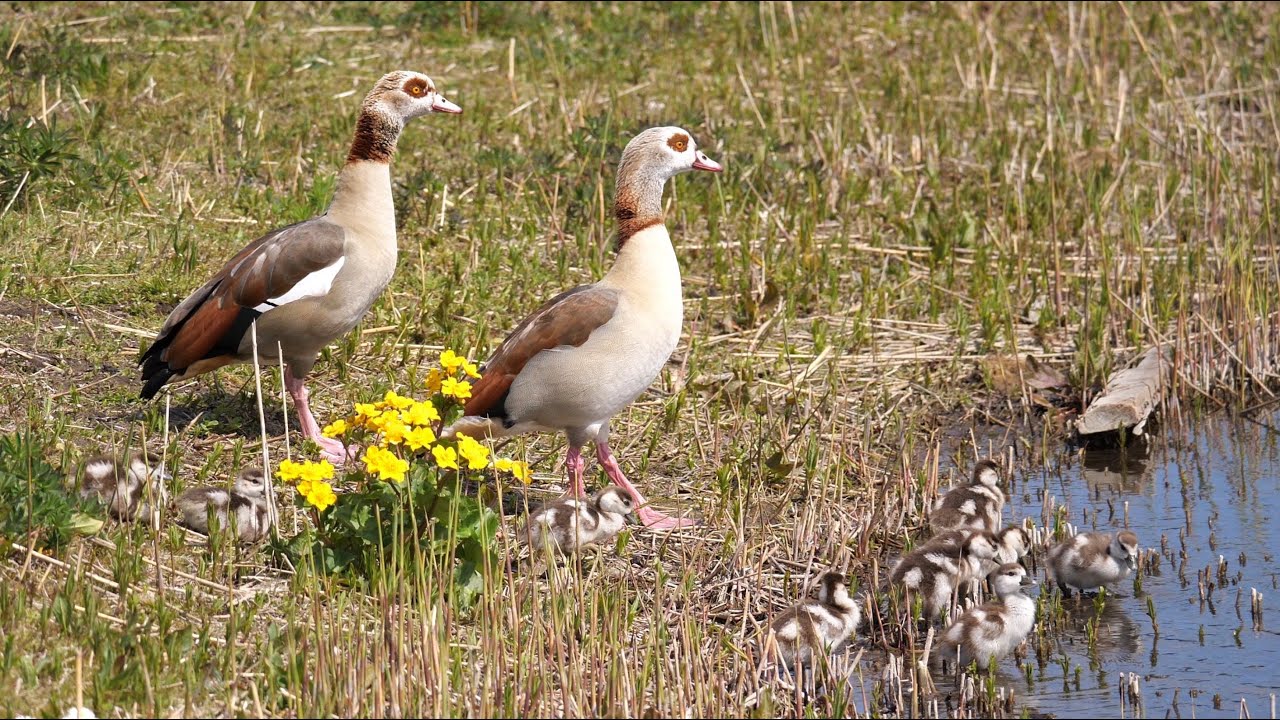 Egyptian Goose family with 9 Goslings 4K