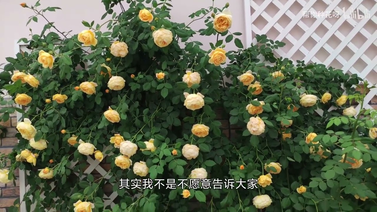 花盆花箱能不能种藤本月季？