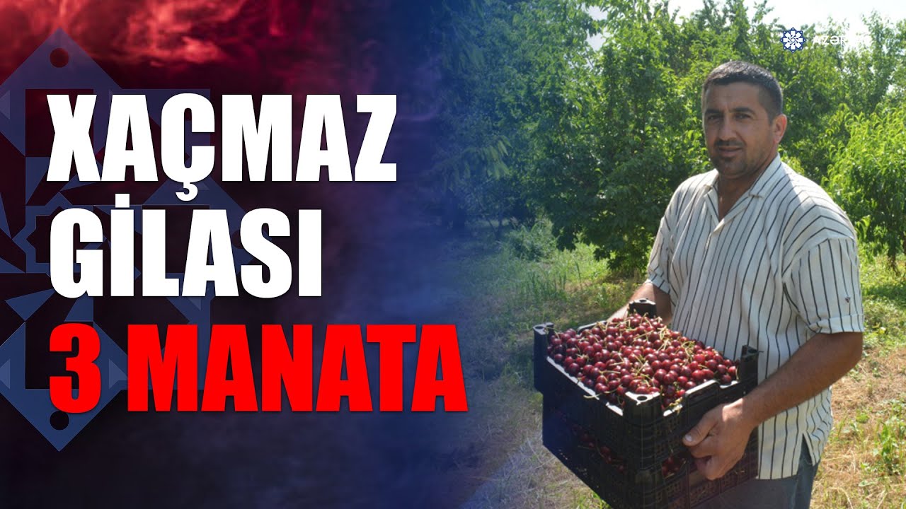 Xaçmaz gilası Rusiya bazarlarına göndərilir