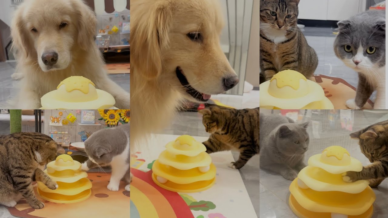 Dog and cats are all obessed with the new toy 