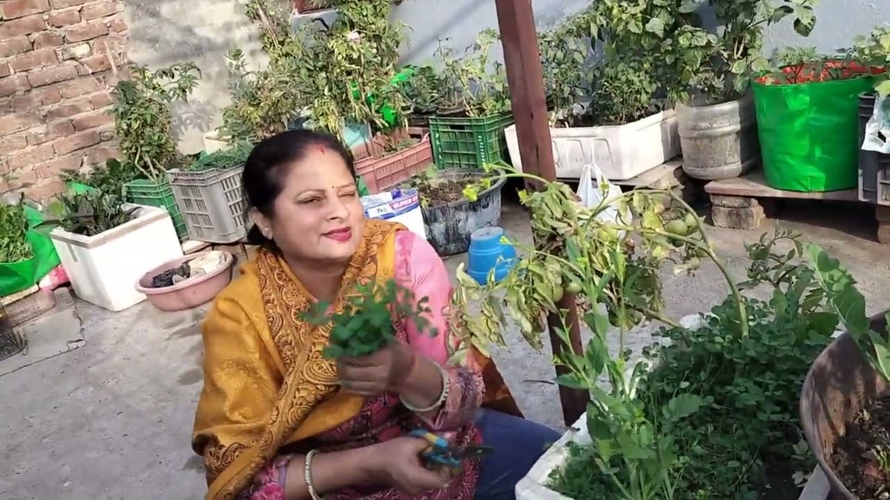 ऐसा कौन सा फर्टिलाइजर डालें जिससे हार्वेस्टिंग हमें जल्दी से जल्दी मिल सके गार्डन में से 🫒🫜🥬☘️🌱🌿
