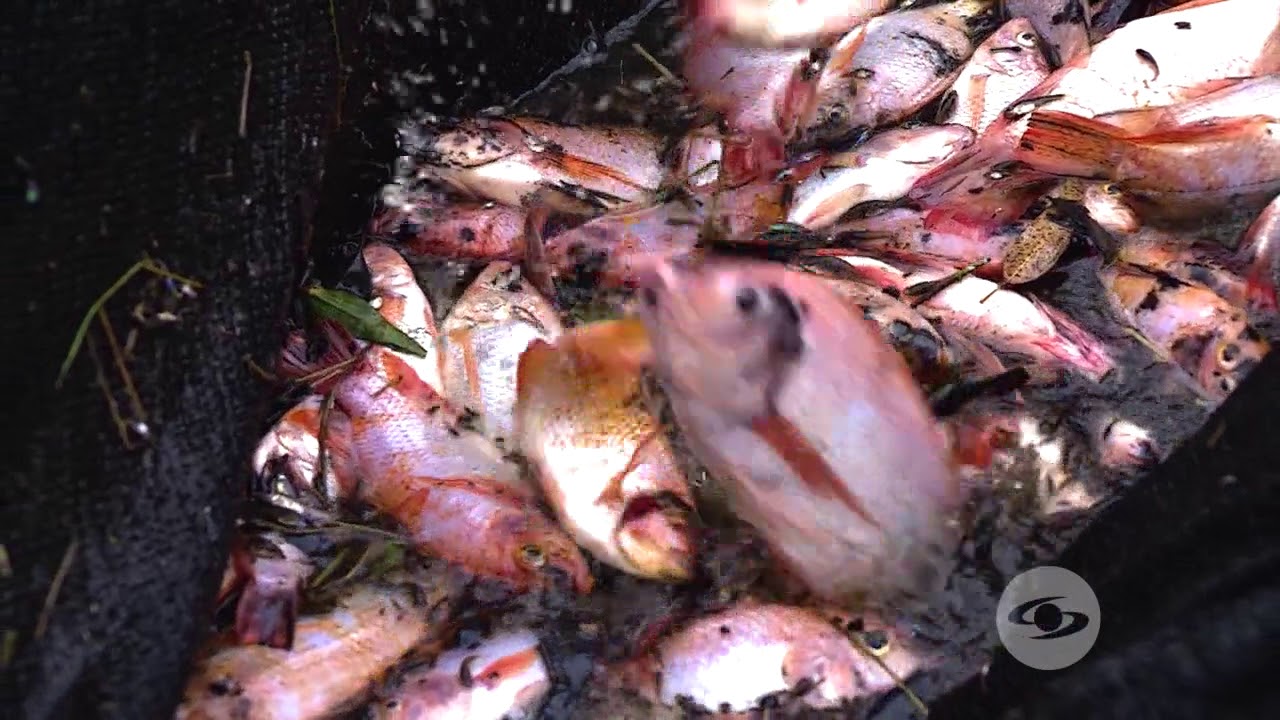 Control a la sobrepobalmiento de la mojarra roja | La Finca de Hoy