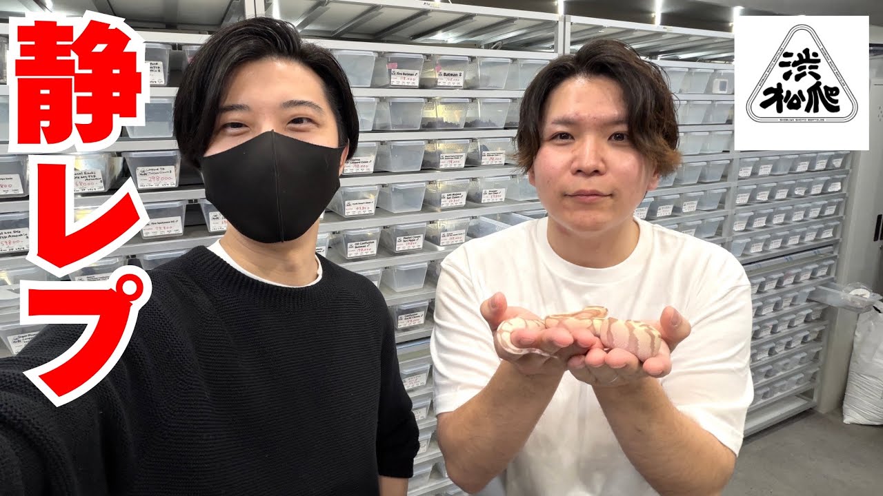 こんなに破格で良いボールが買える機会はもうないんじゃないか...【静レプ】