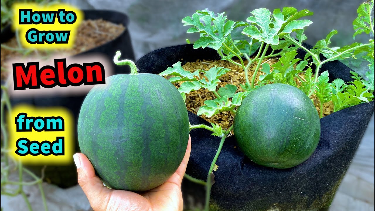 How to Grow Melon from Seed to Harvest