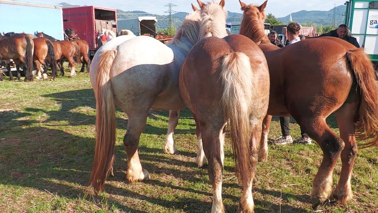 Târg expoziţional de cai Sărbătoarea Castanelor - Baia Mare 20, 21 Septembrie 2025 ep.1