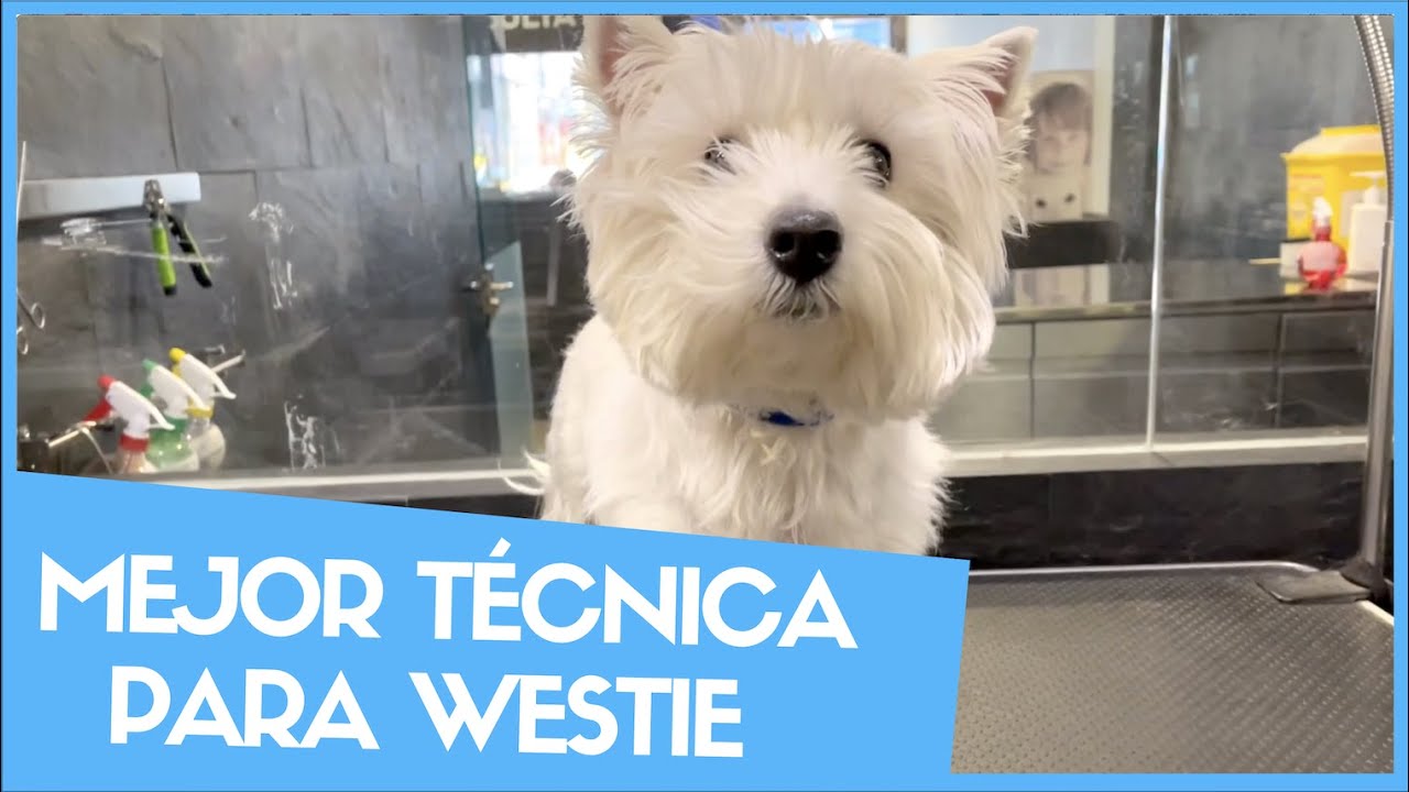 LA MEJOR T&Eacute;CNICA PARA LA RAZA WESTIE ✂️  🐶