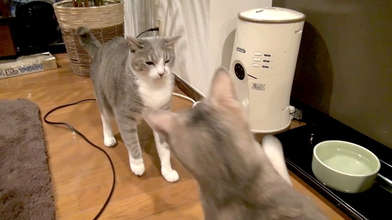 ゆるバトル - Fighting Cats -