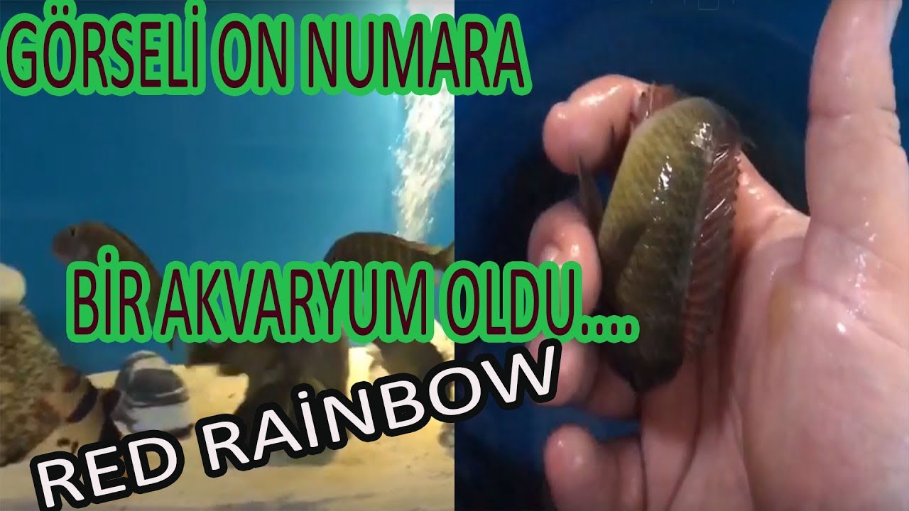 TROPHEUS RED RAİNBOW KANTALAMBA | SIFIRDAN AKVARYUM KURULUMU |